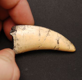 Tyrannosaurus rex Tooth, small