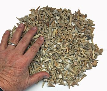 Real Fossil Shark Teeth Mix (1 pound bulk)