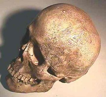 Homo sapiens, SW American Indian bound skull
