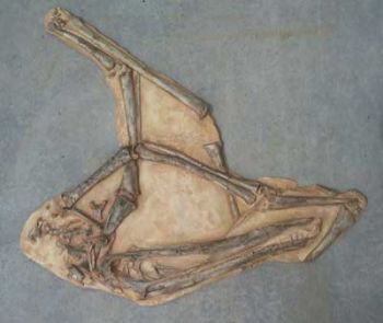 Antanadactylus pricei, pterosaur