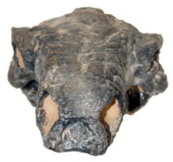 Pawpawsaurus campbelli, nodosaurid ankylosaur