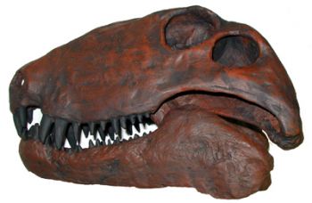 Dimetrodon, skull & jaws