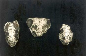 Dicynodon (3 skull set)