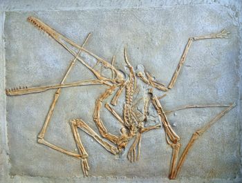 Pterodactylus antiquus, 1st described pterosaur