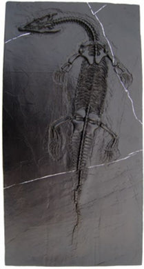 Nothosaurus, skeleton