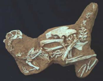 Conchoraptor gracilis, juvenile skeleton in matrix