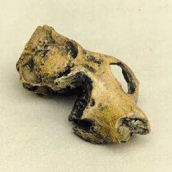 Adapids Adapis, early primate skull (Replica) – DinoGear