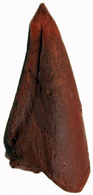 Caracharodontosaurus saharicus, foot claw