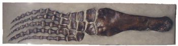 Pliosaurus brachydeirus, Pliosaur Paddle/Flipper