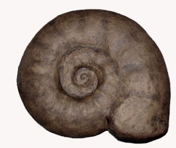 Ammonite