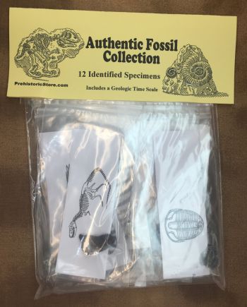 12 Specimen Fossil Collection, Identified & Authentic