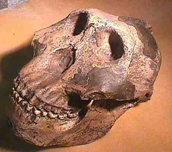 Australopithecus boisei aka, Paranthropus, aka, Zinjanthropus