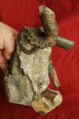 Didymoceras cheyennense & Baculites compressus Ammonite/Cephalopods