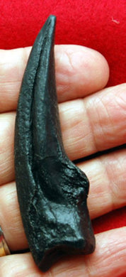 Ornithomimus, large hand claw