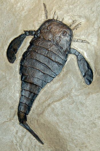 Eurypterus remipes, with frame, Siluria