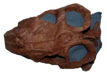 Lystrosaurus, skull, a dicynodont