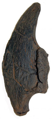 Megalonyx jeffersonii, ground sloth claw, 3rd distal phalange, Now The Official State Fossil Of West