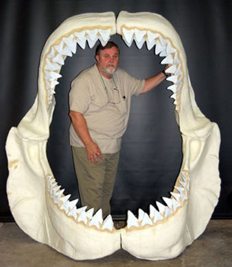 Megalodon Shark Jaws With Teeth