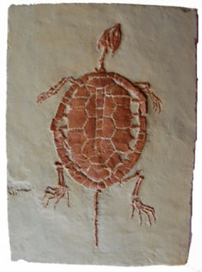 Manchurochelyes liaoxensis, turtle