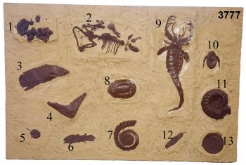 4x6 Foot Fossil Dig Panels 4 Different Ones Sold Separately