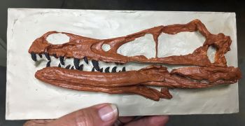 Velociraptor  Skull Plaque, life size