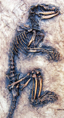 Paroodectes feisti, Miacidae mammal from Messel