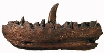 Megalosaurus Jaw & Teeth