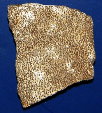 Saltasaurus Dinosaur Eggshell, authentic