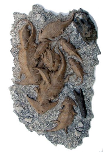 Diplocaulus magnicornis, life sculpture