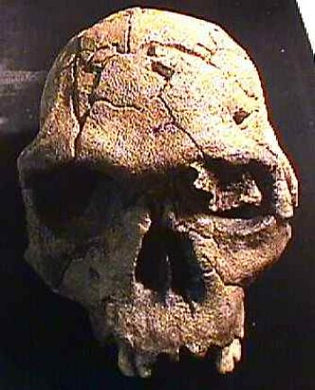 Homo habilis, skull KNM-ER 1813