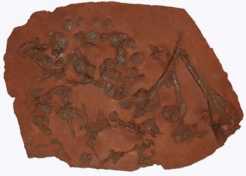 Plalaysuchos, crocodile skeleton