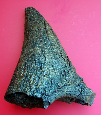 Triceratops Nose Horn 15 Inch