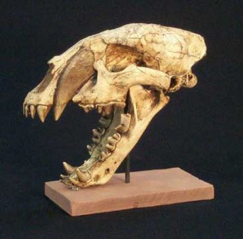 Machairodus giganteus, saber-toothed cat