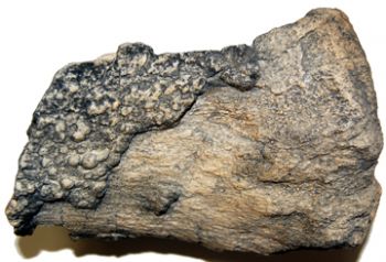 Edmontosaurus dinosaur tibia with skin