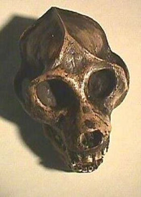 Aegytopithecus zeuxis, skull reconstruction