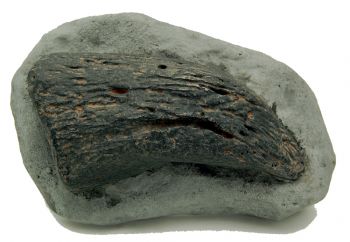 Camarasaurus, large claw