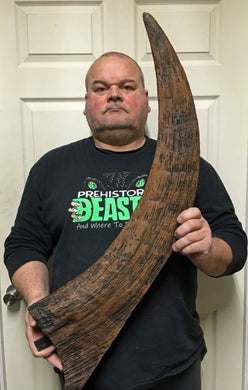 Coelodonta antiquitatis (large Woolly Rhino horn)