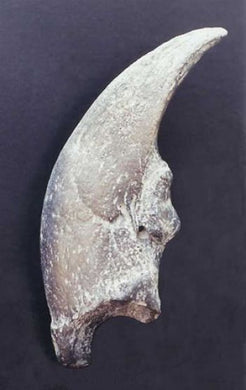 Glossotherium chapadmalense, sloth claw