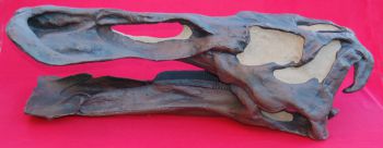 Edmontosaurus annectens (Anatosaurus) Skull & Jaws