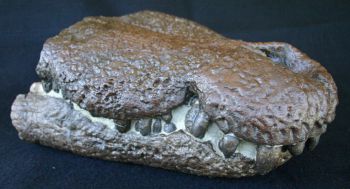 Borealosuchus wilsoni, Eocene Crocoile