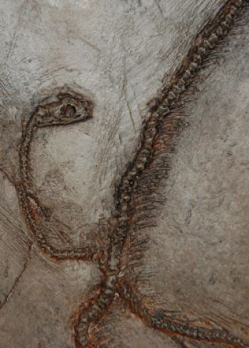 Paleoboa, Messel fossil snake, 31 Inch