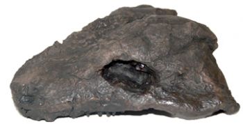 Diadectes, reptile-like tetrapod Skull
