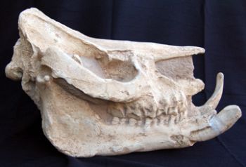 Chilotherium, extinct rhino skull (Replica) – DinoGear