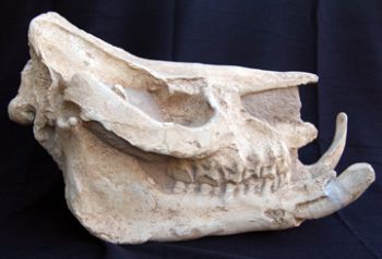 Chilotherium, extinct rhino skull