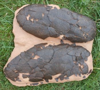 Macroelongatoolithus xixia, Dinosaur Eggs