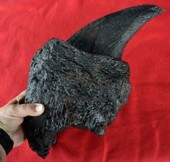 Eremotherium Ground Sloth Claw with Sheath