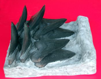Megalodon Tooth Progression With 8, 6 Inch Teeth