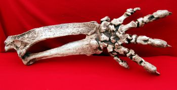 Megalonyx jeffersonii, ground sloth Arm & Hand