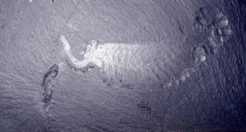 Opabinia regalis, from the Burgess Shale, replica