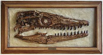 Platycarpus ictericus, mosasaur skull